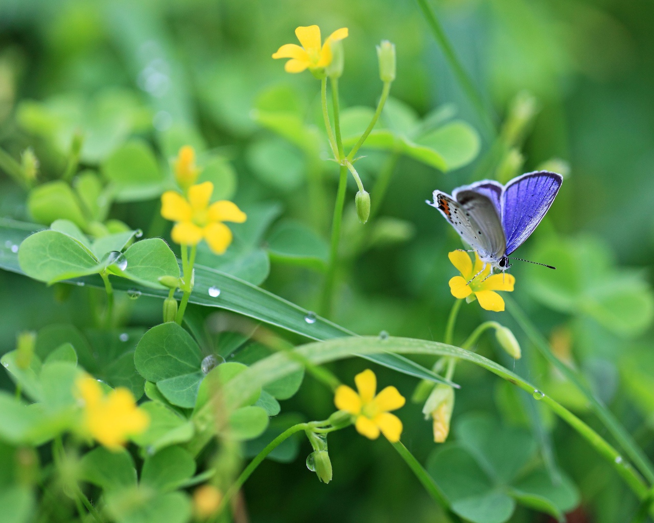 Бабочка в зелени