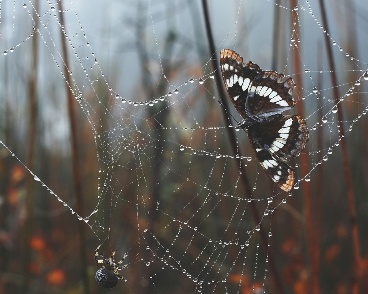 Бабочка в паутине