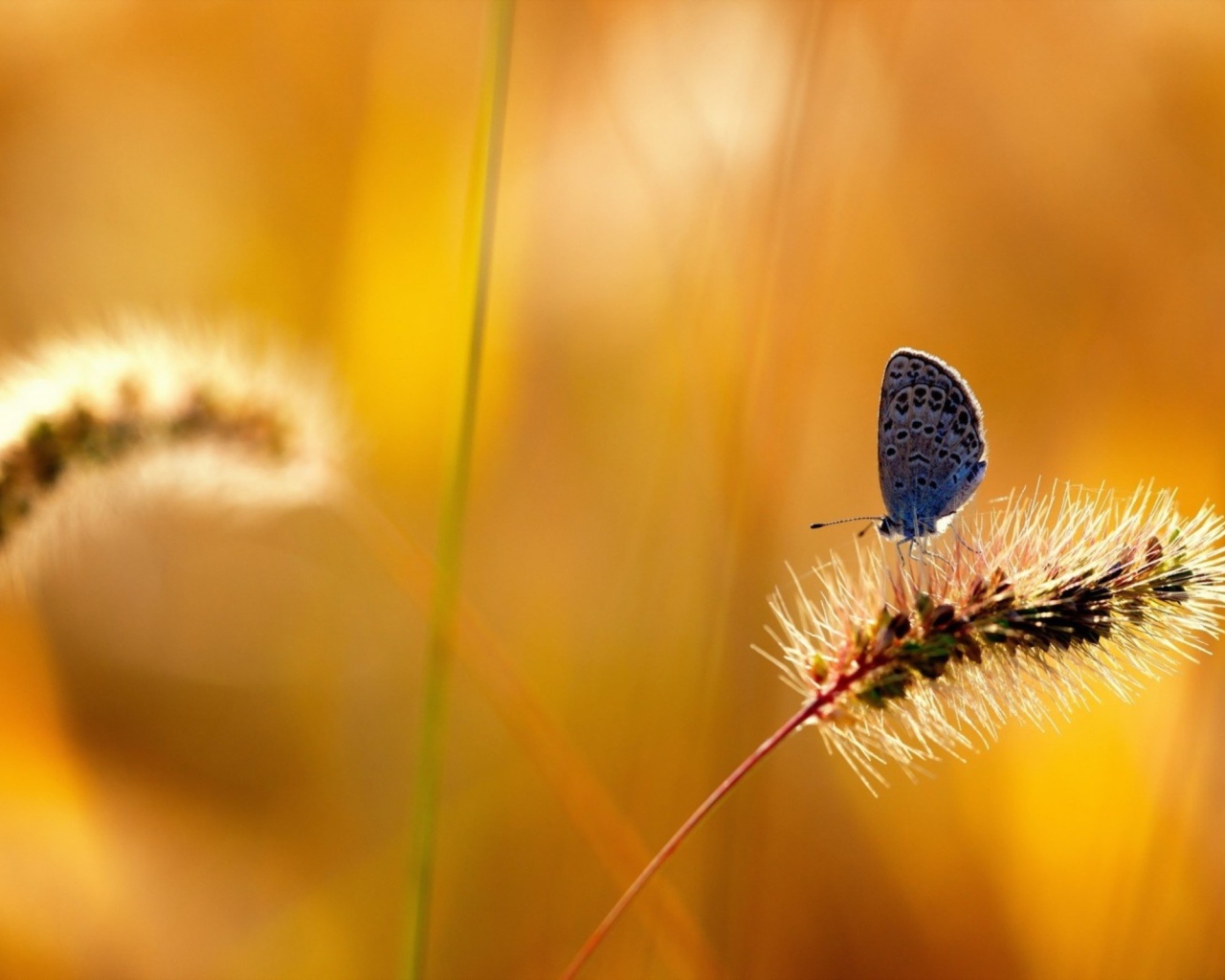 Бабочка на колоске