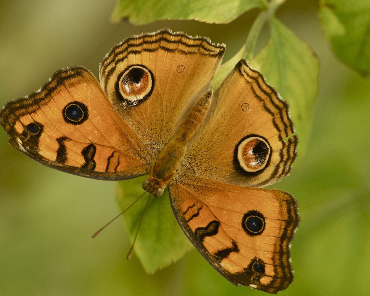 Бабочка на листе