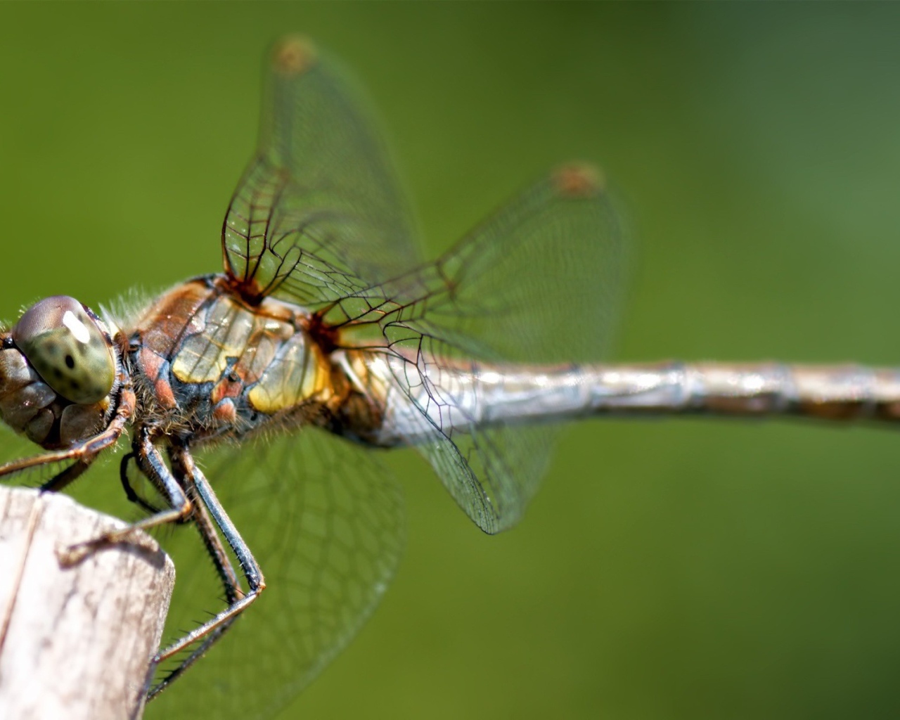 Стрекоза сидит