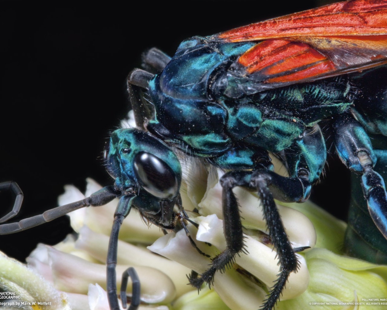 Муха крупным планом