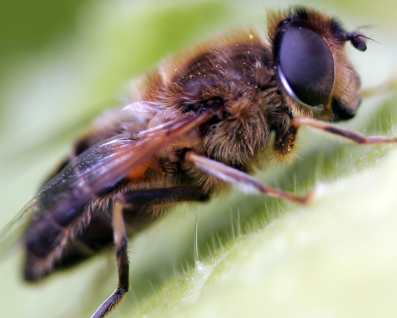 Волосатая муха