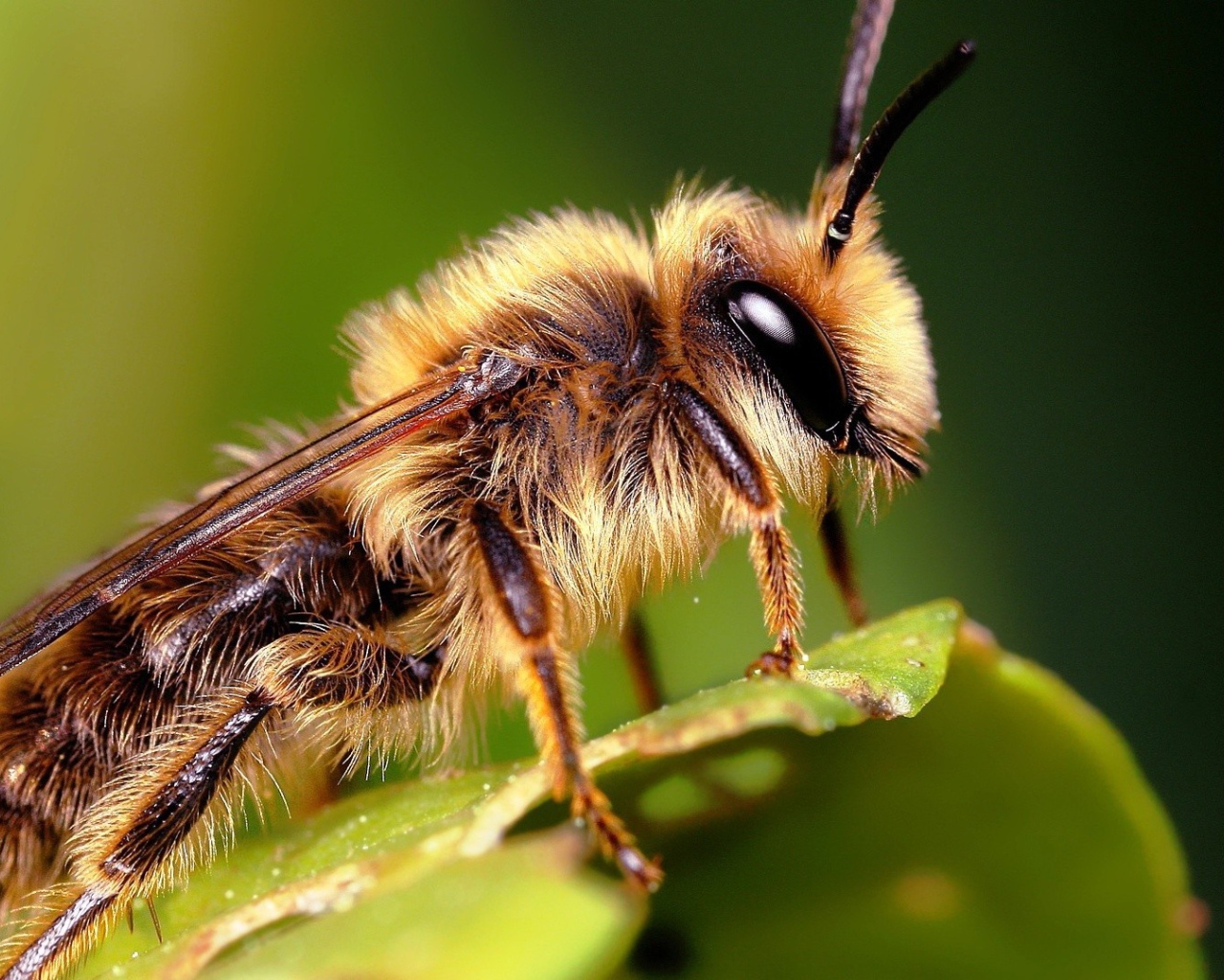 Насекомое на листке