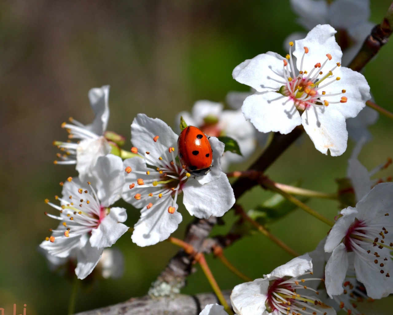 Божья коровка на яблоне