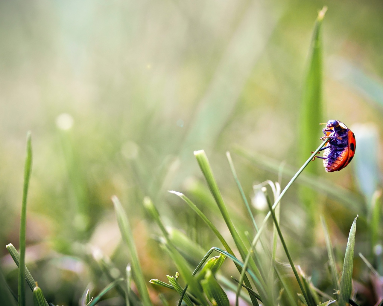 Божья коровка на травинке