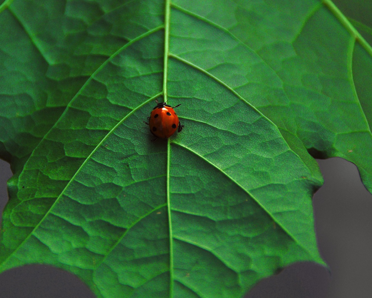 Ladybug on maple