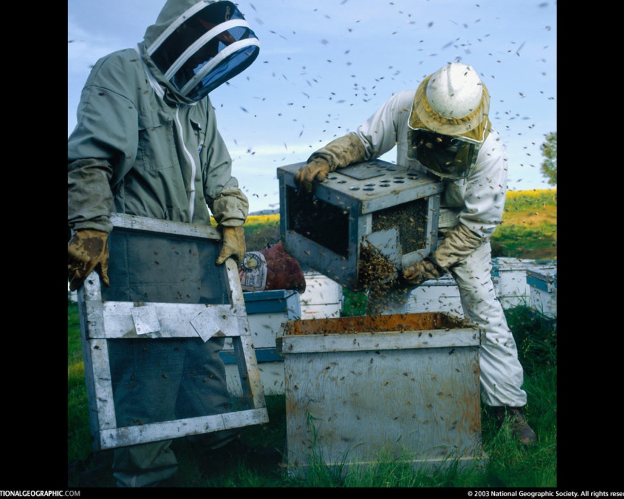Высадка пчел в улей