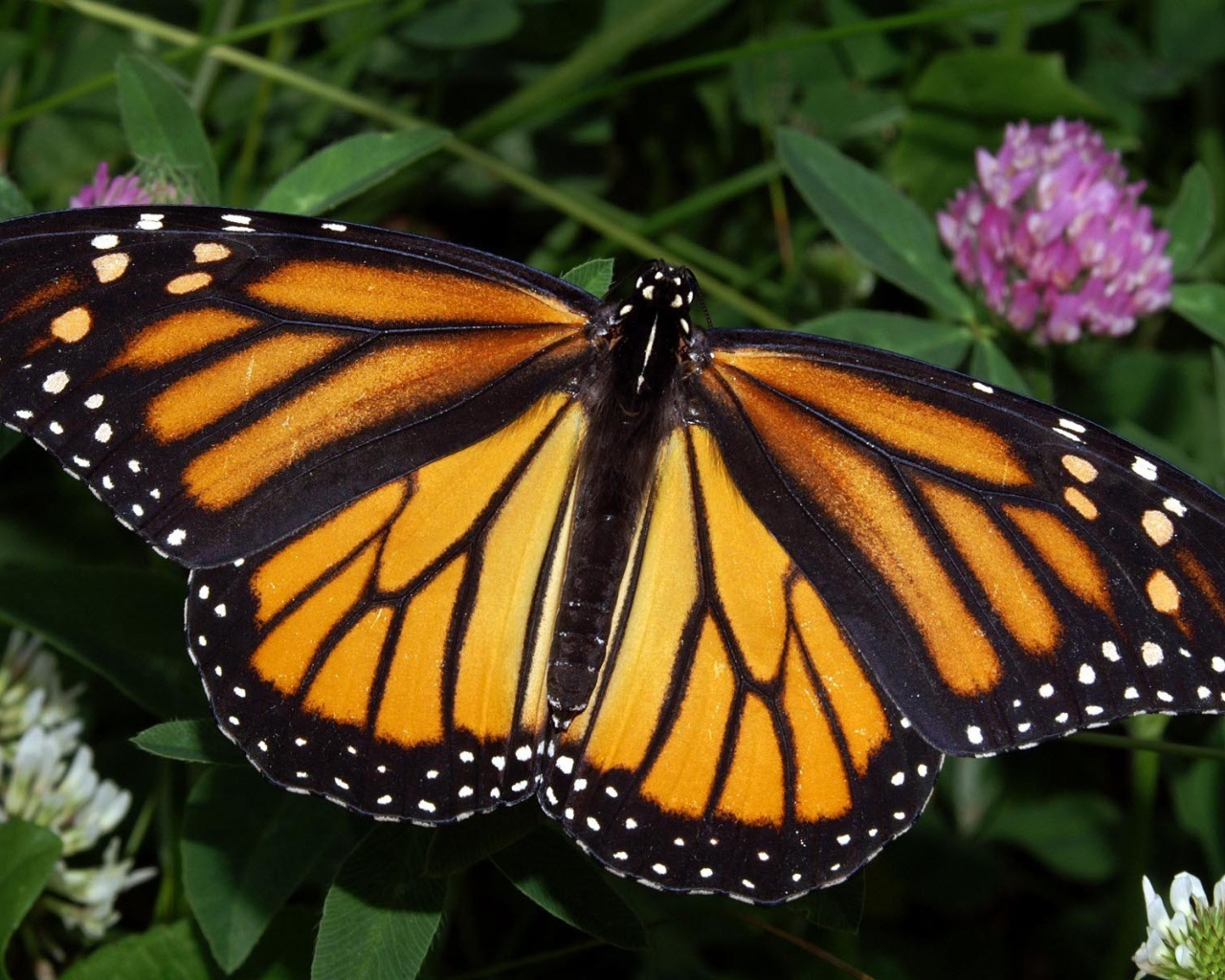 Бабочка Монарх