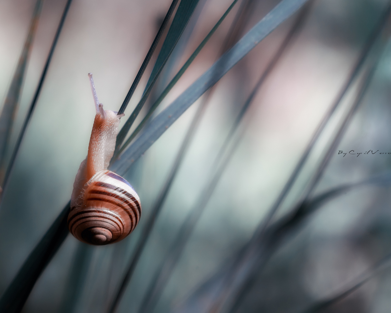 Улитка сидит на траве 