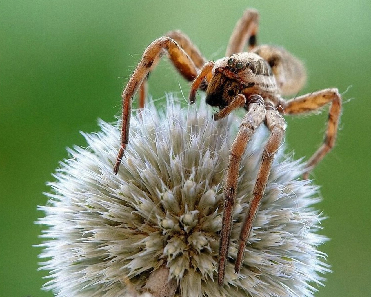 Паук на круглом цветке