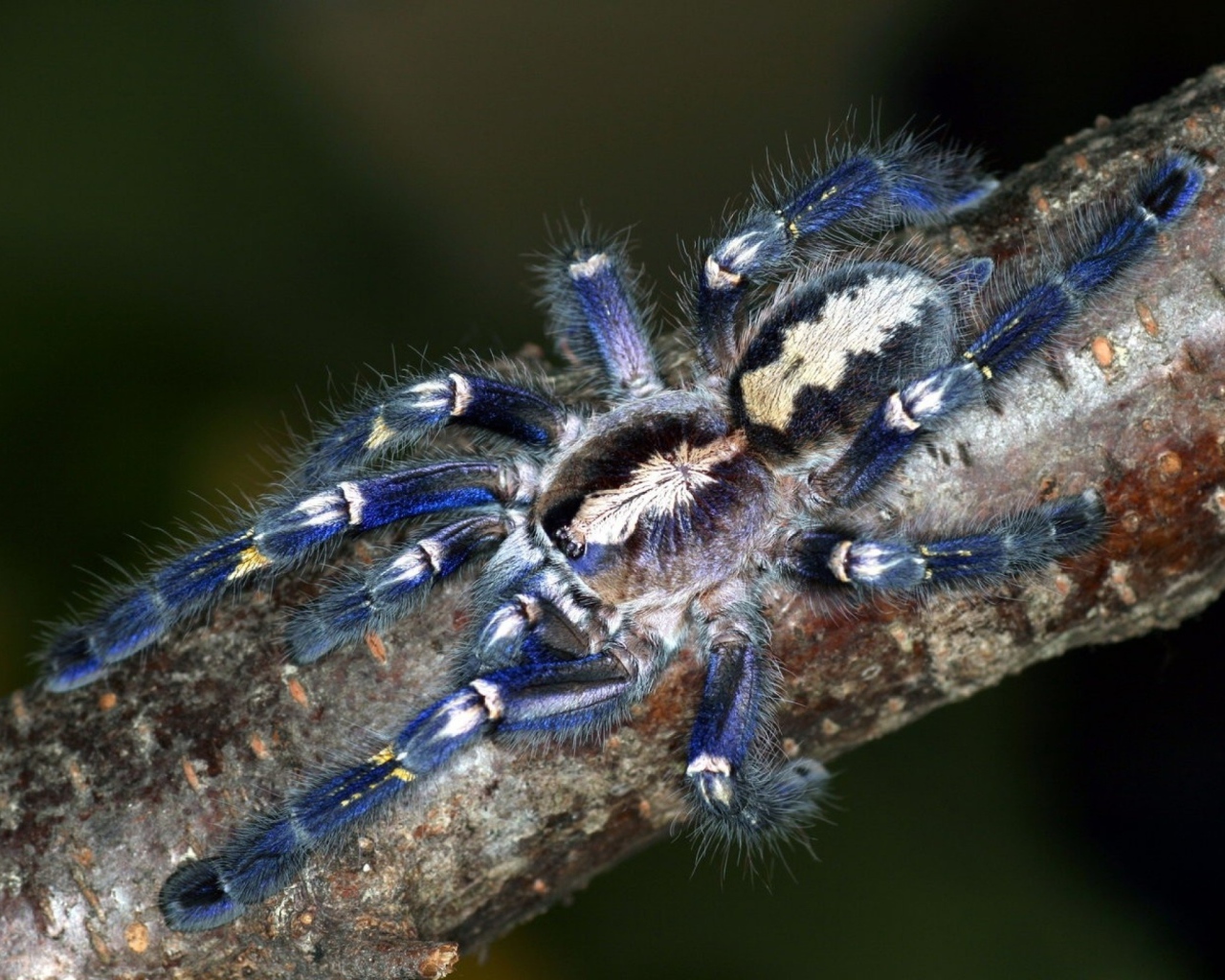 Паук на ветке