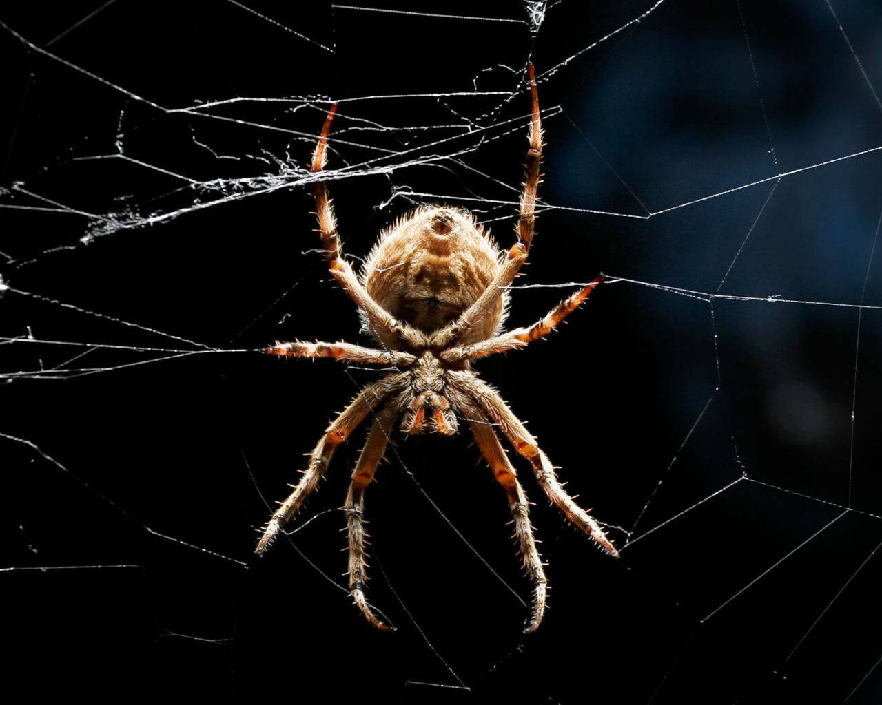 Паук ждет добычу