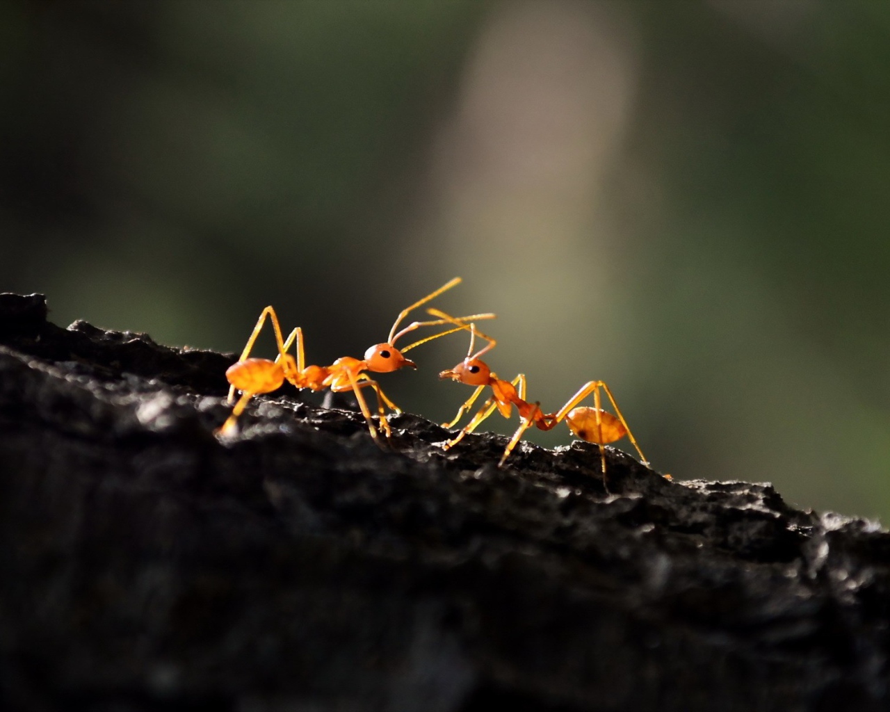 Два муравья