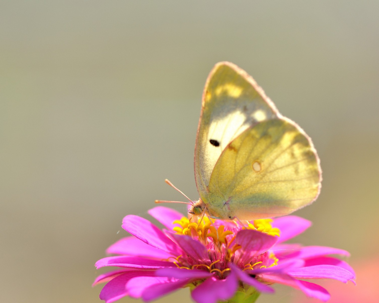 Желтая бабочка на розовом цветке