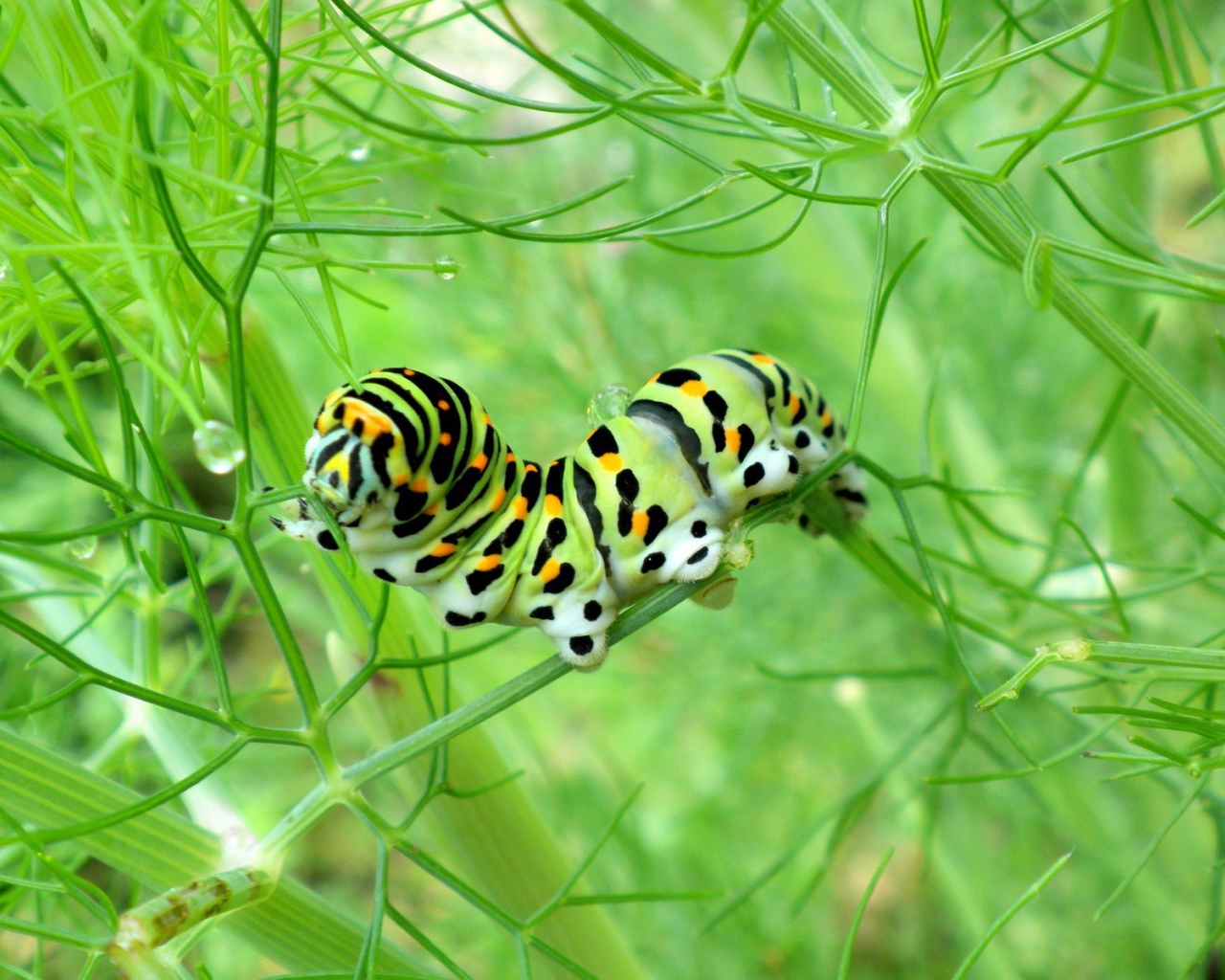 Желтая гусеница ест траву