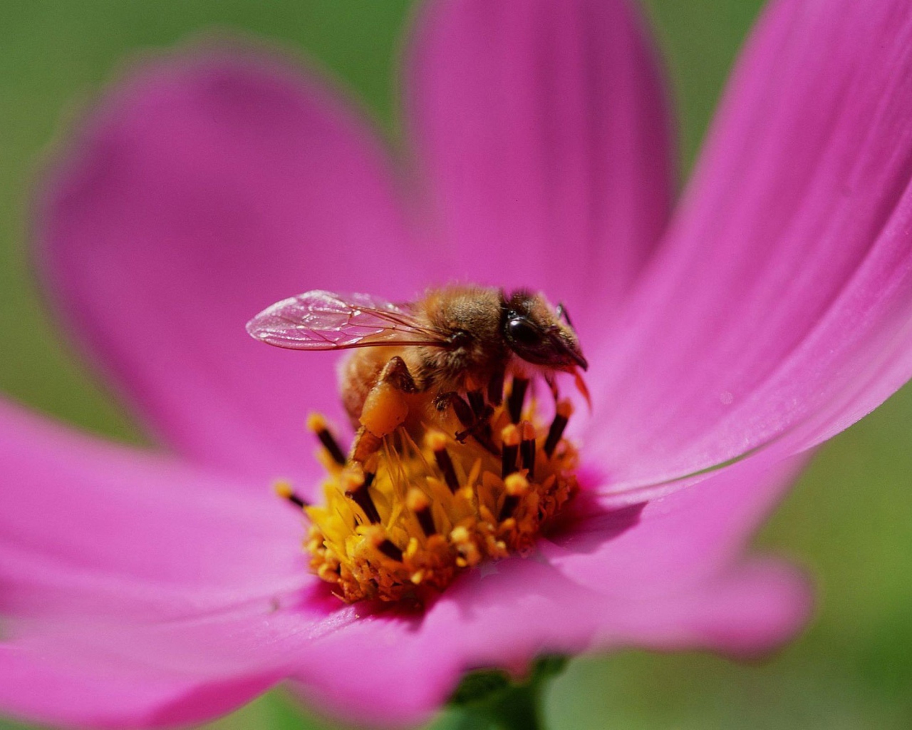 	 Bee on a flower melliferous