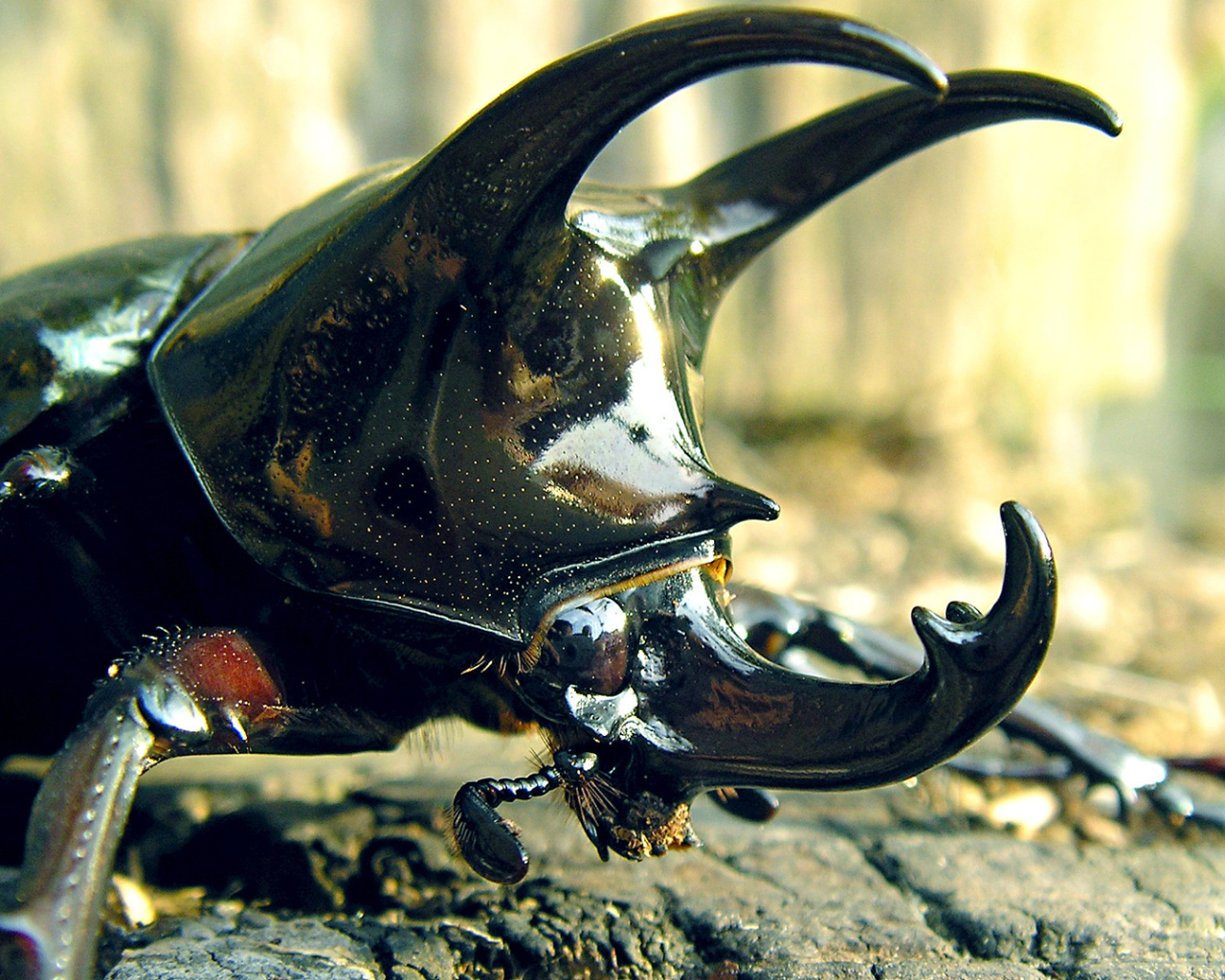 Большой рогатый жук