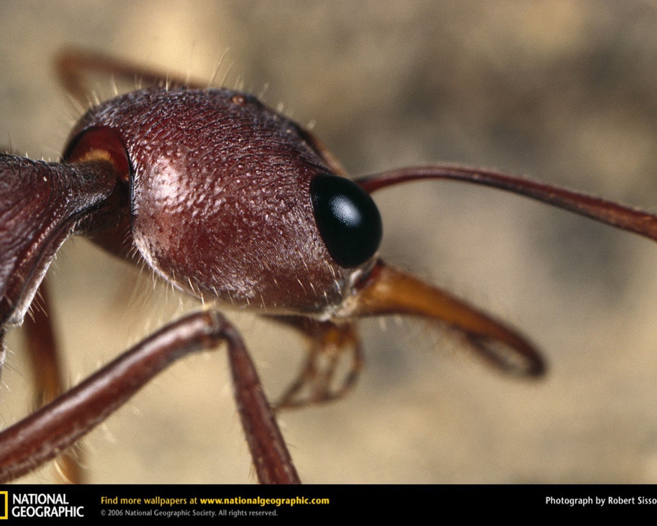 Голова муравья