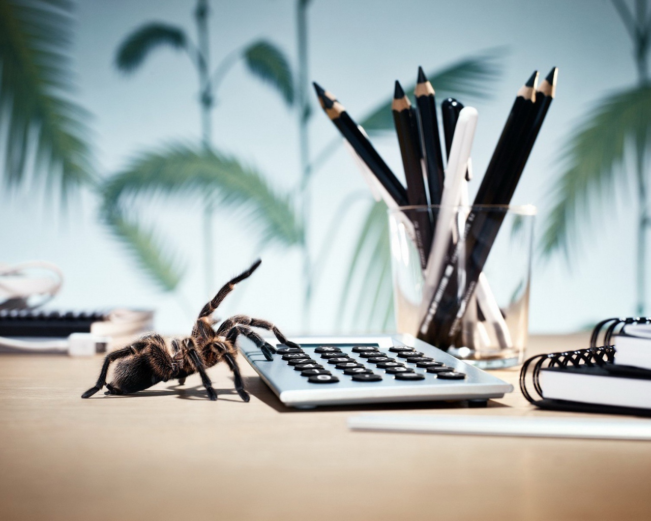 Паук у калькулятора