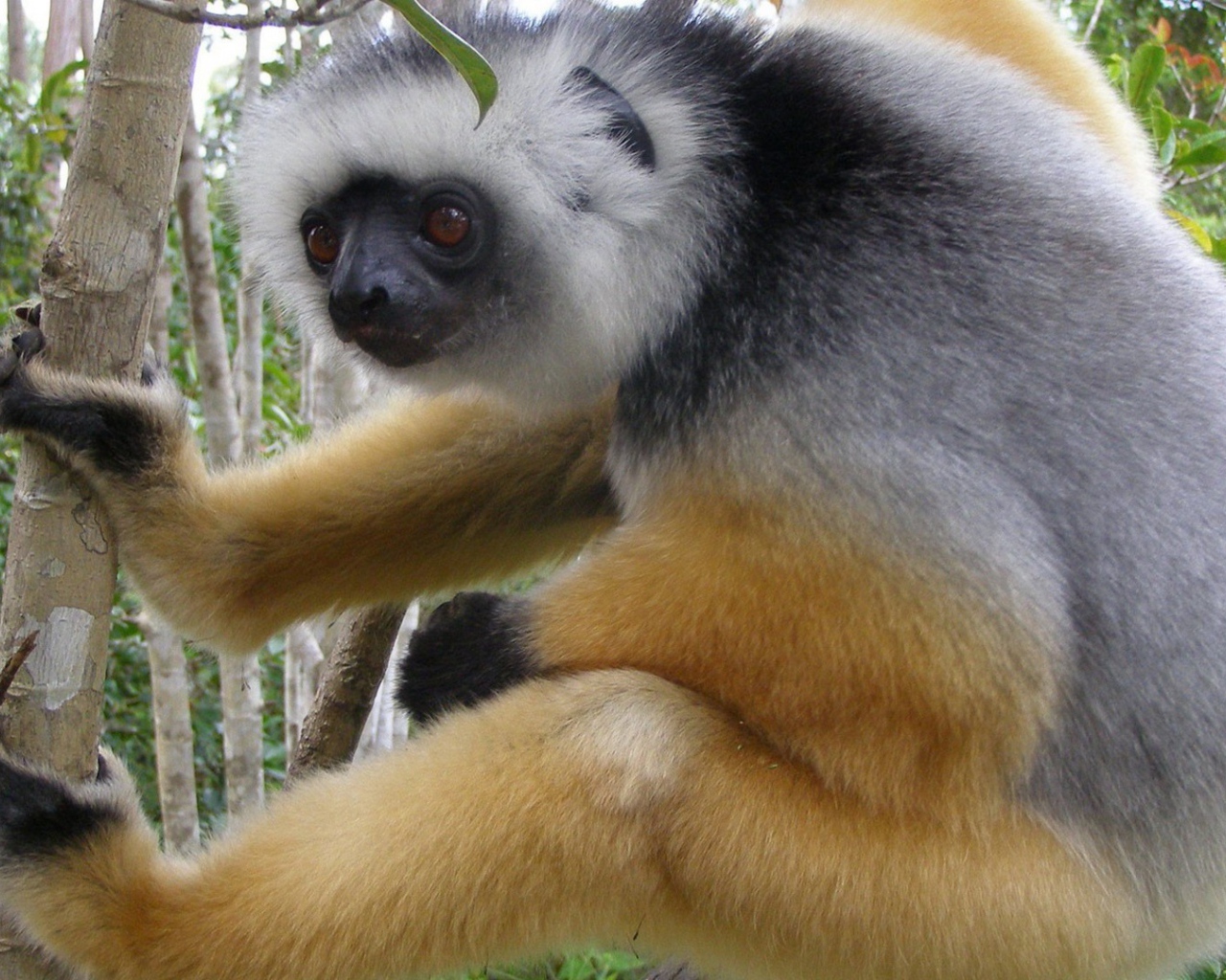 Обезьяна лезет на дерево