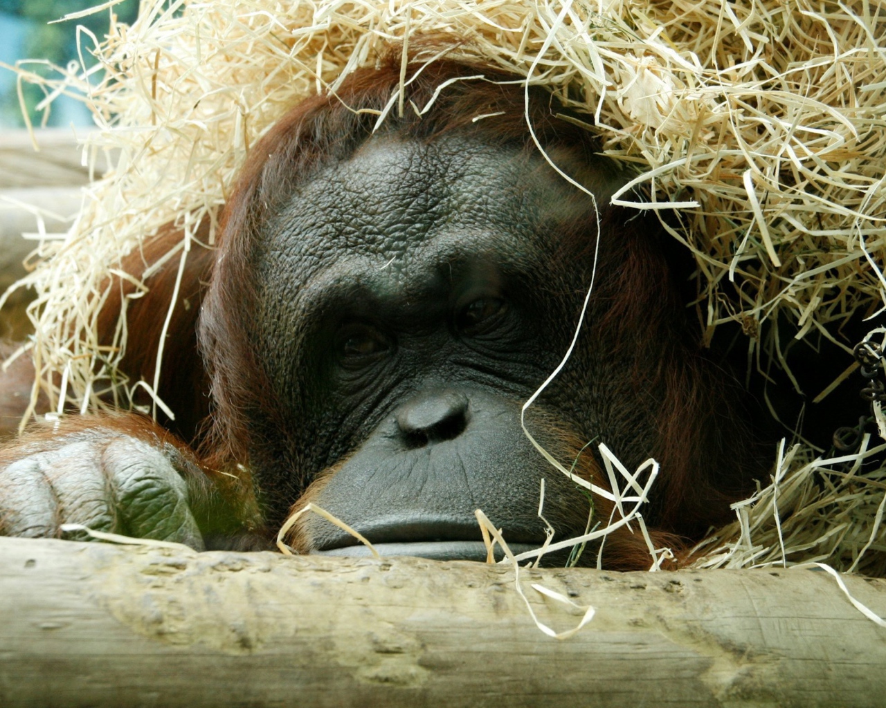 Горилла спряталась