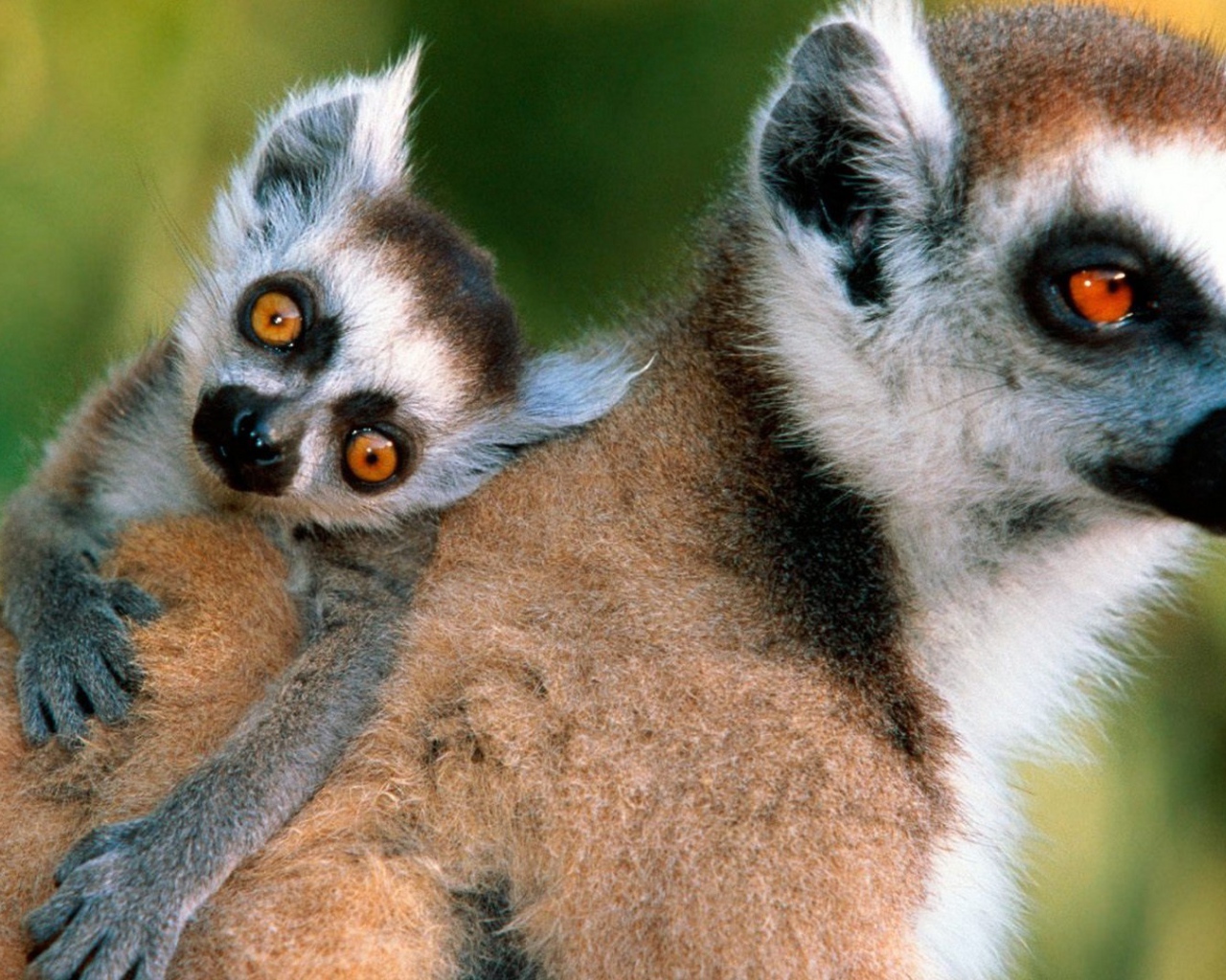 Лемур с детенышем на спине