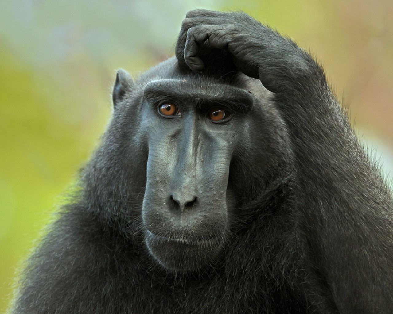 Обезьяна думает и чешет голову