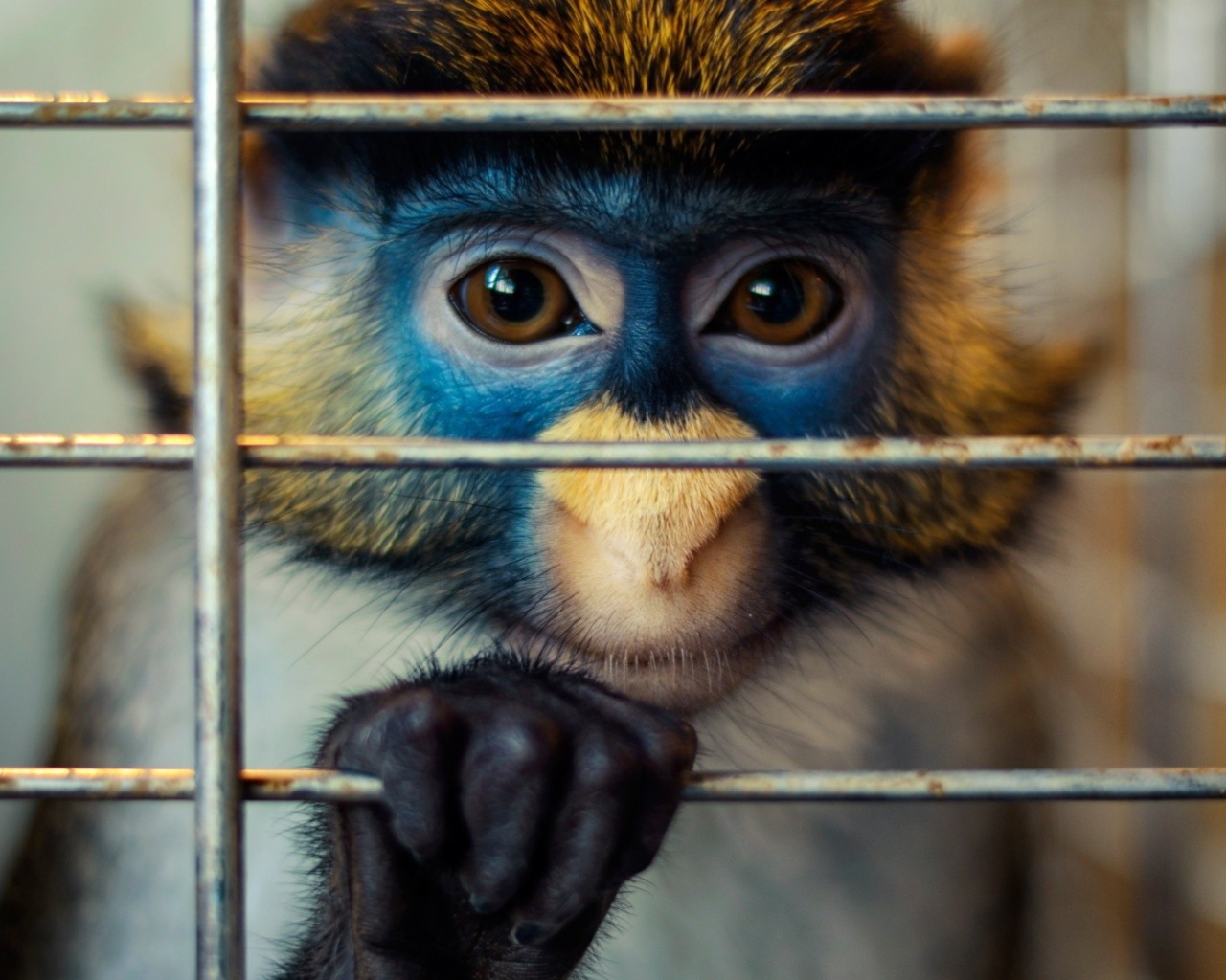 Обезьяна за решеткой