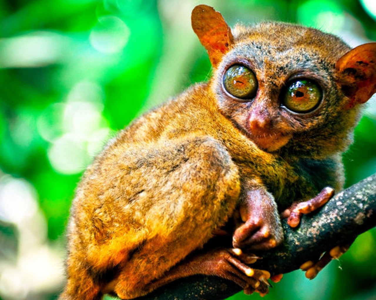 Животное из Малазии