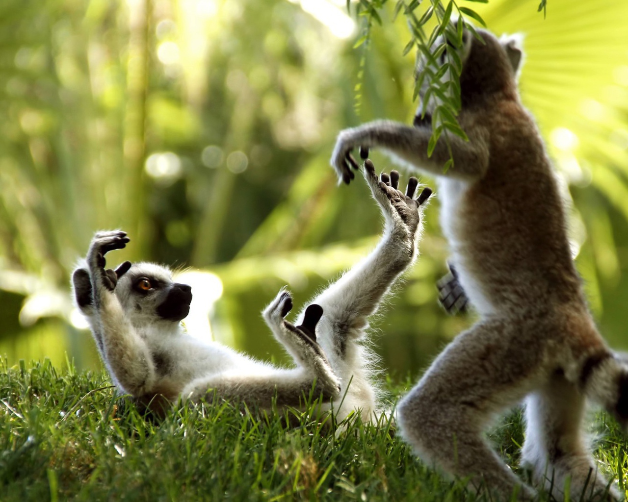 Лемуры играют