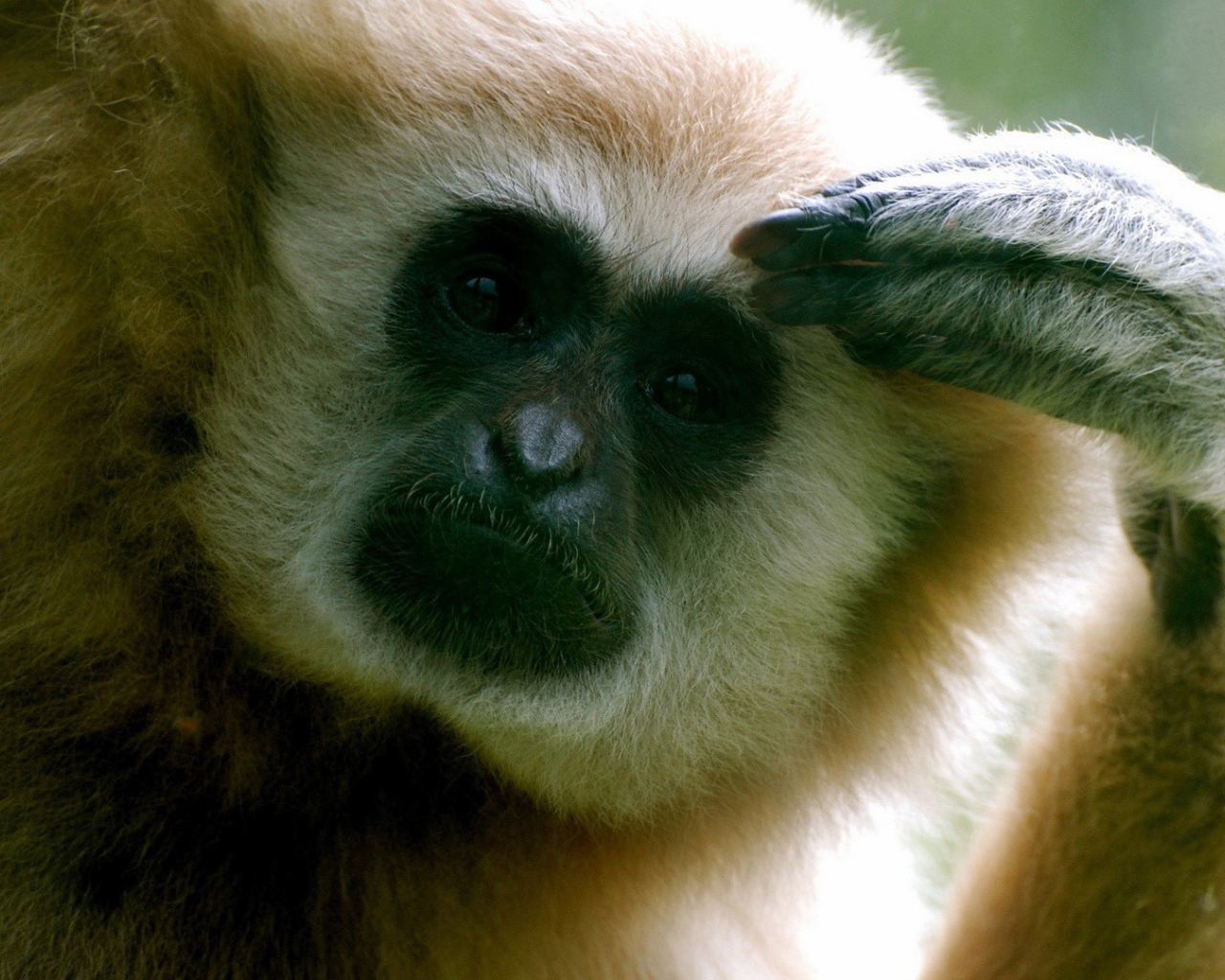 Обезьяна думает