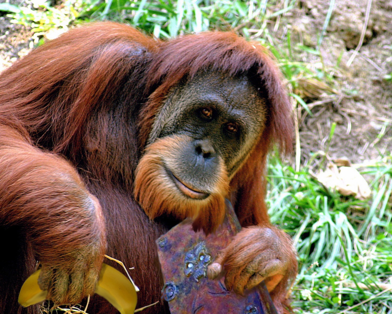 Орангутанг с книгой и бананом