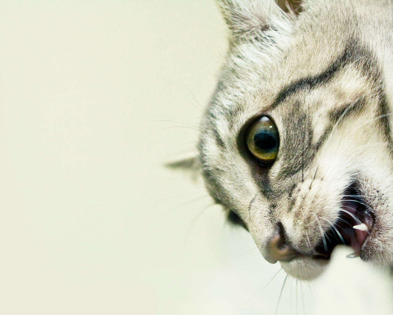 Кошачьи клыки