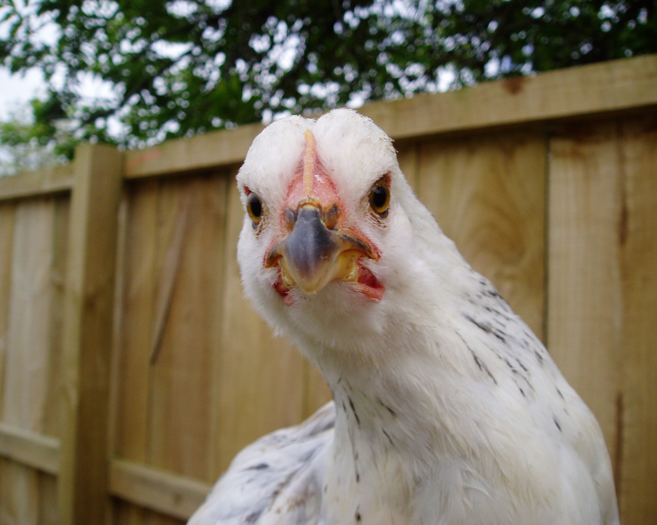 Курица крупным планом