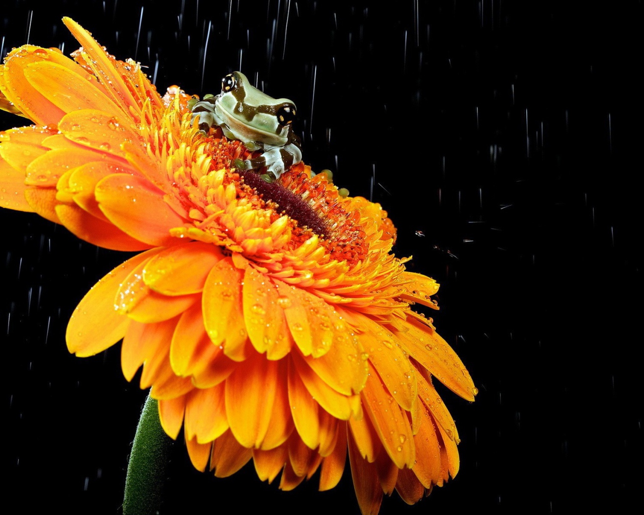 Лягушка на желтом цветке