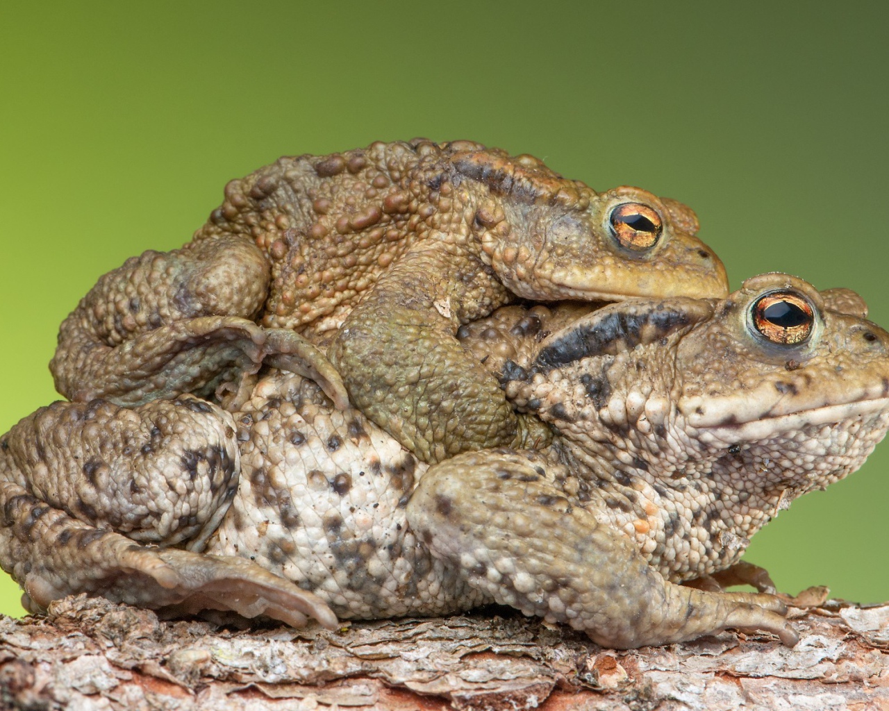 Милая парочка