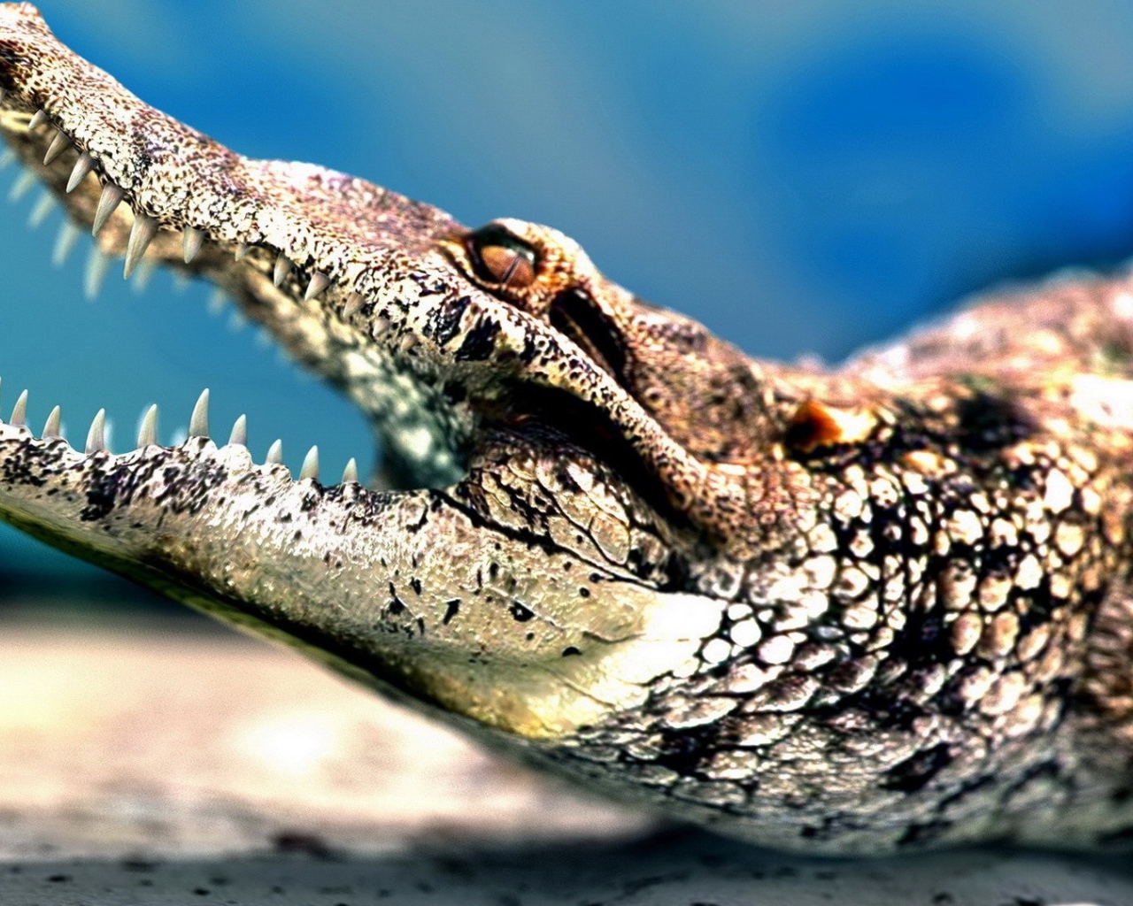 Jaws of a crocodile