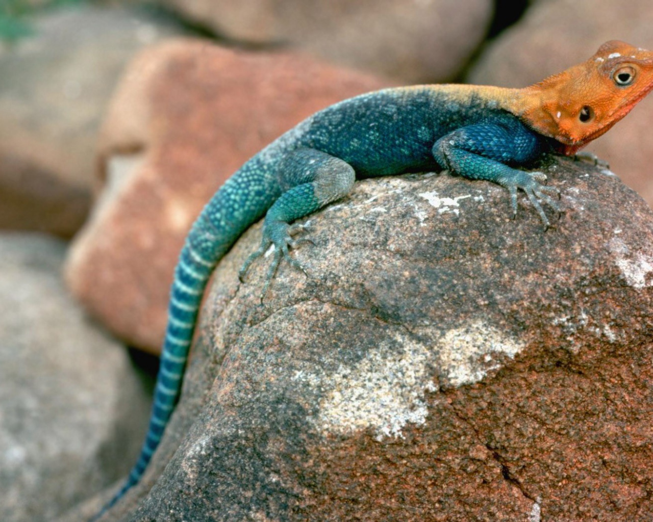 Ящерица сидит на камне