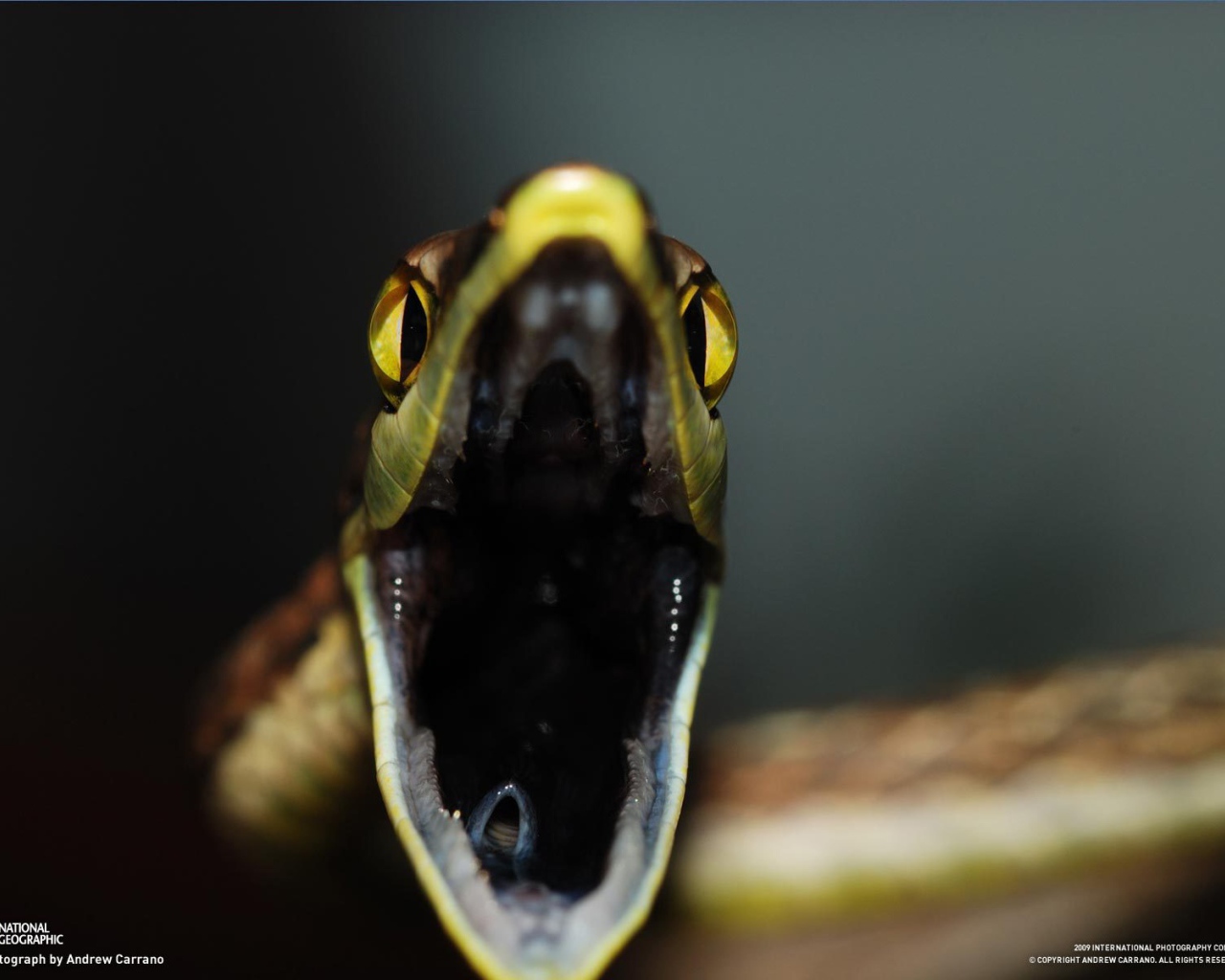 Змеиная пасть