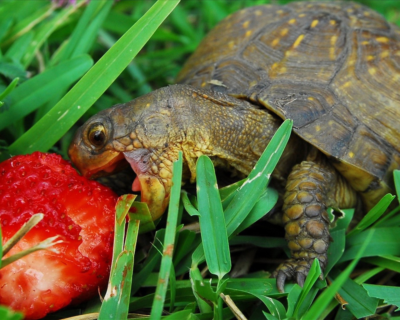 Черепаха с ягодой