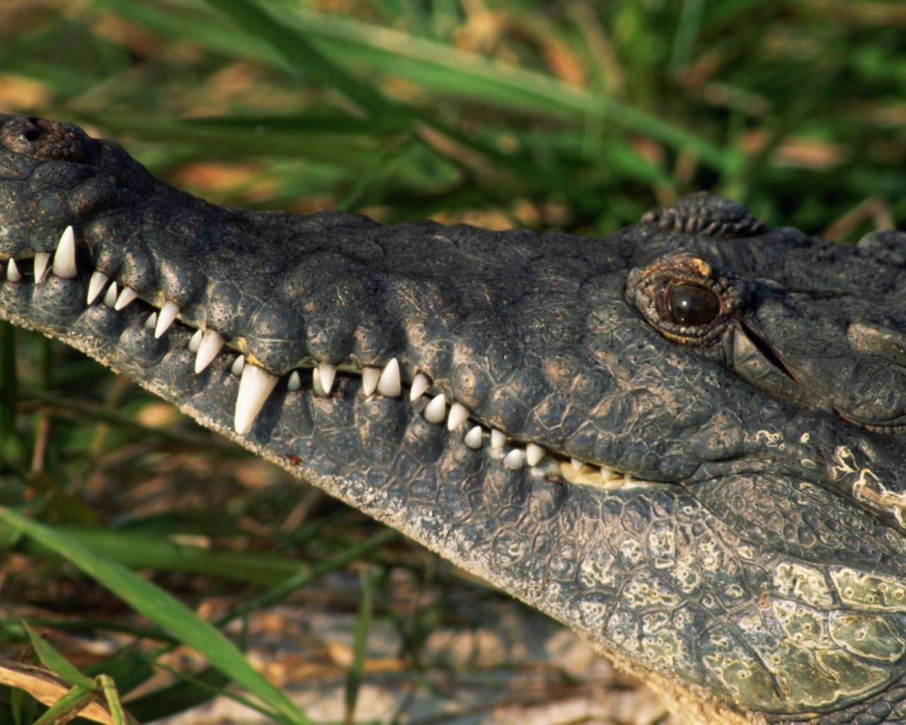 Белые зубы крокодила