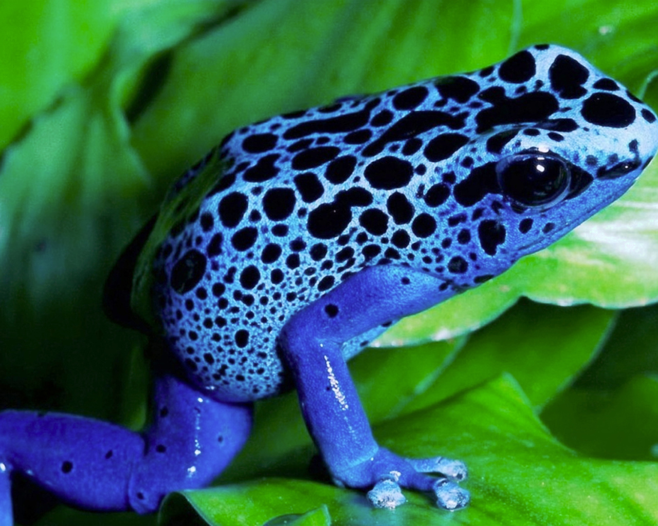 Синяя лягушка