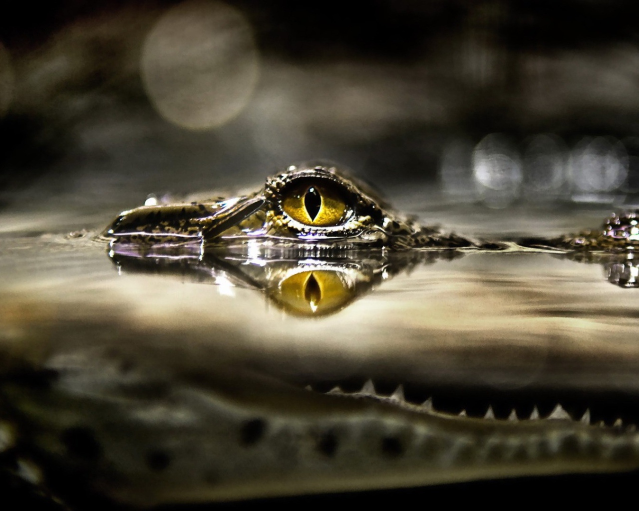 Глаз крокодила над водой
