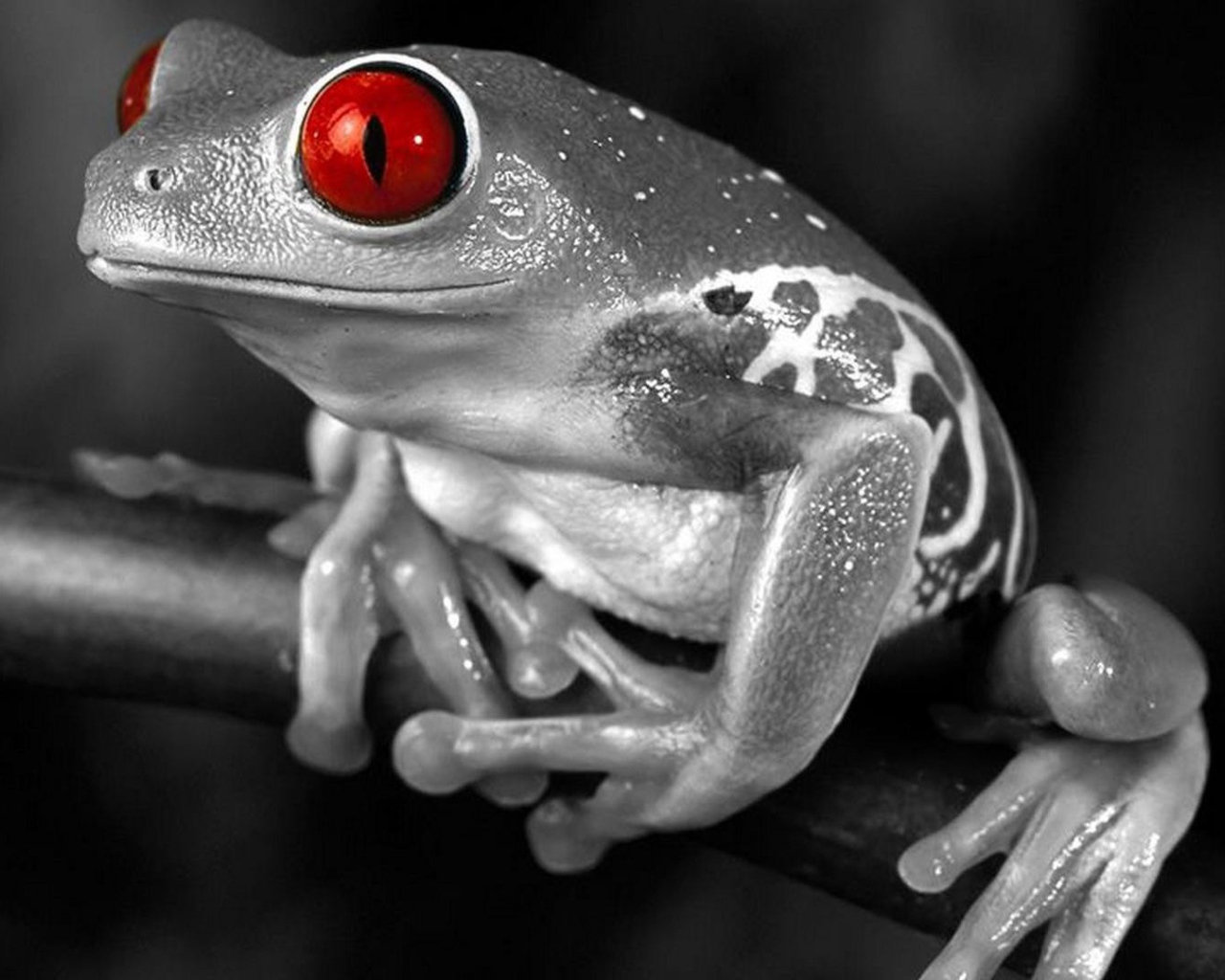 Лягушка с красными глазами