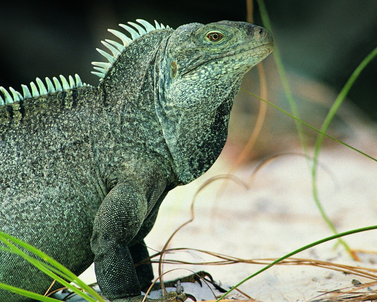 Ящерица Игуана