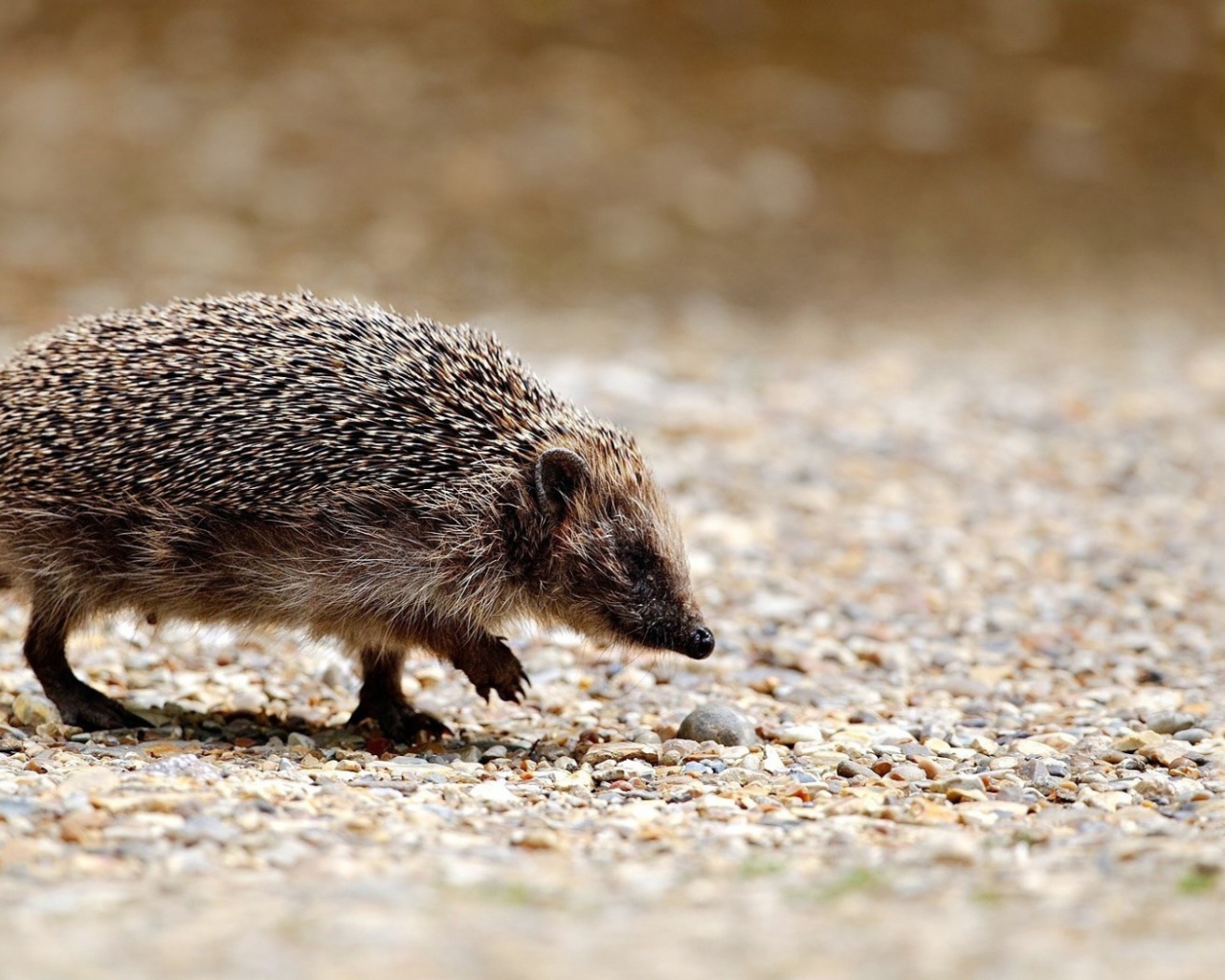 Ёжик бежит по камням