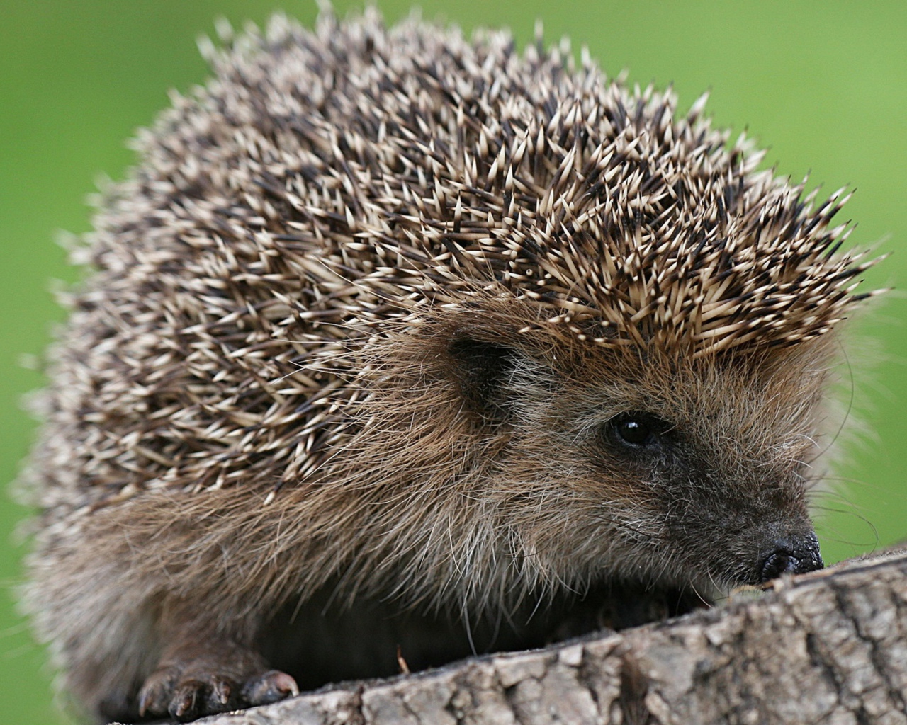 Ёжик сидит на пне