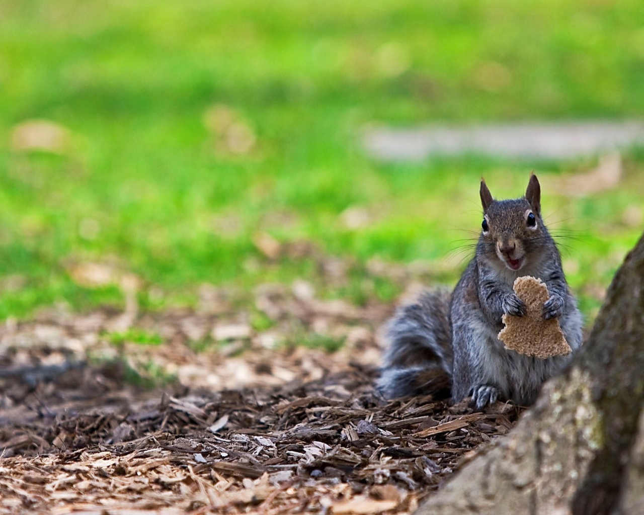 Белка ест хлеб