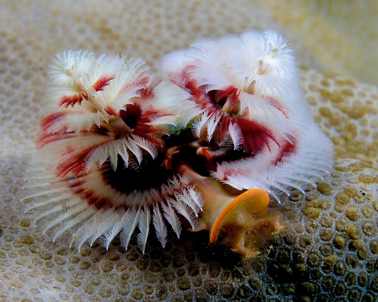 Красивое Морское растение